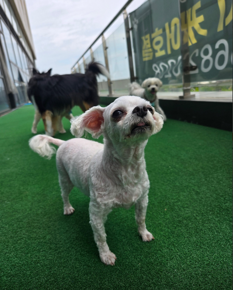 메롱