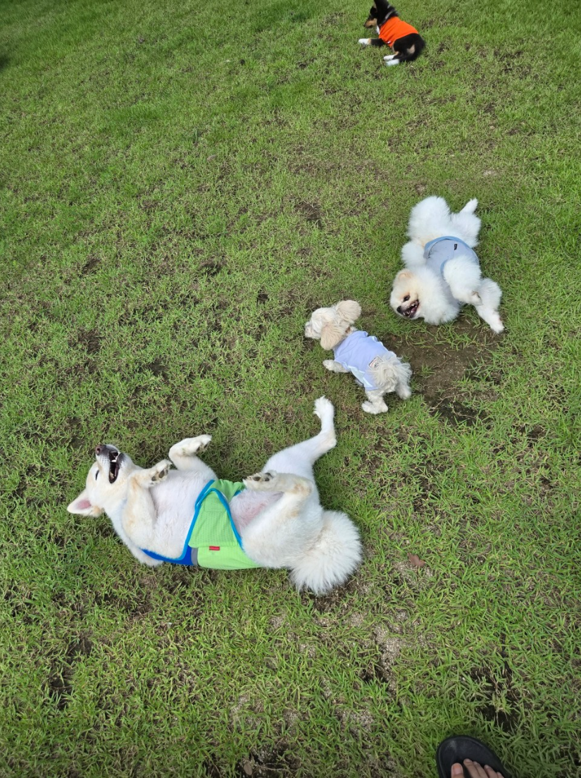 잔디밭 발라당