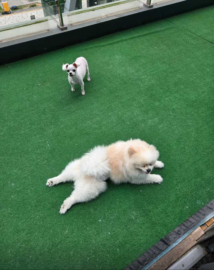 인조잔디 강아지